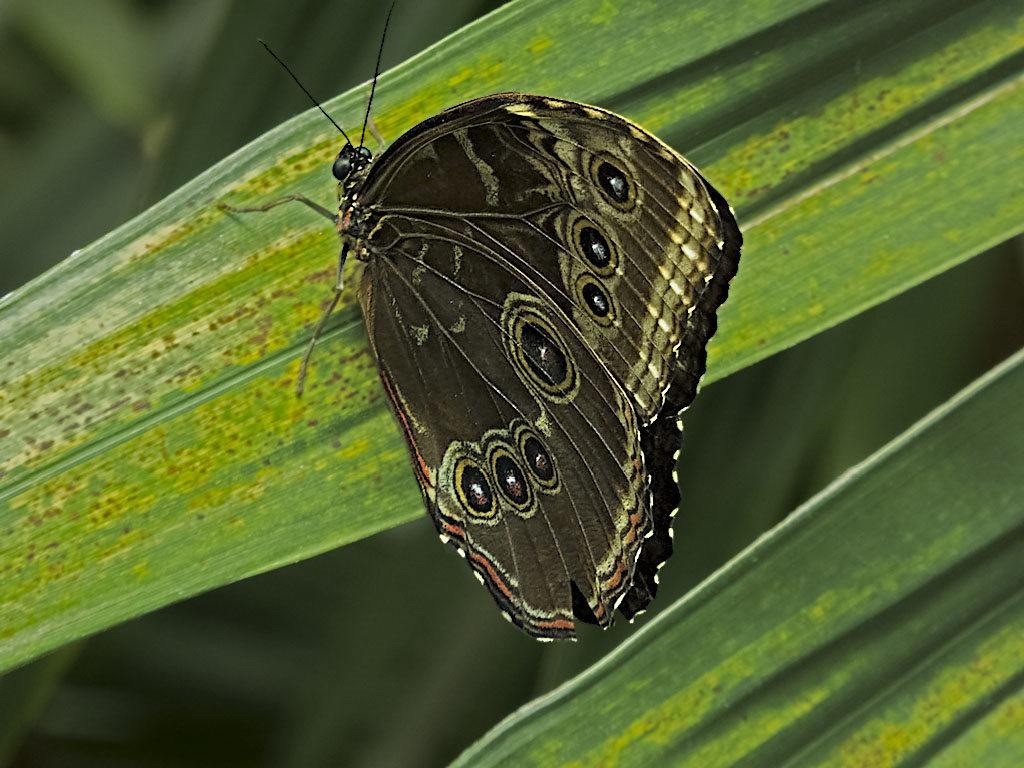 Blue Morpho