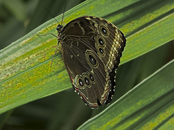 Blue Morpho