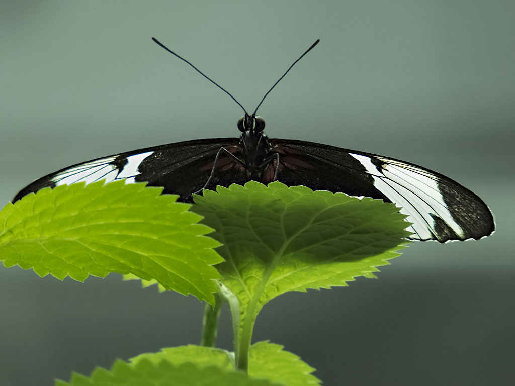 Sapho Longwing