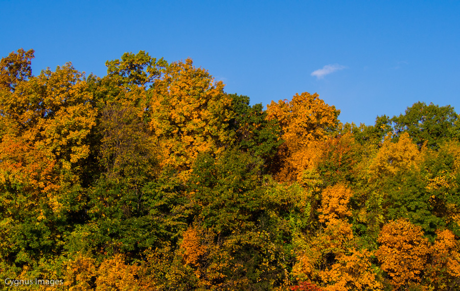 Fall Is Here