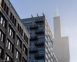 Sears In The Mist