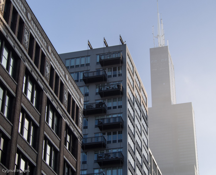 Sears In The Mist