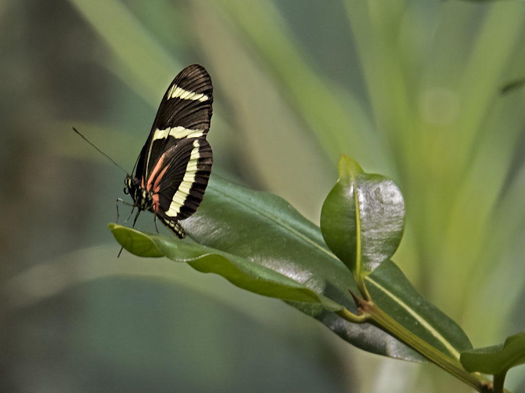 Zebra Longwing