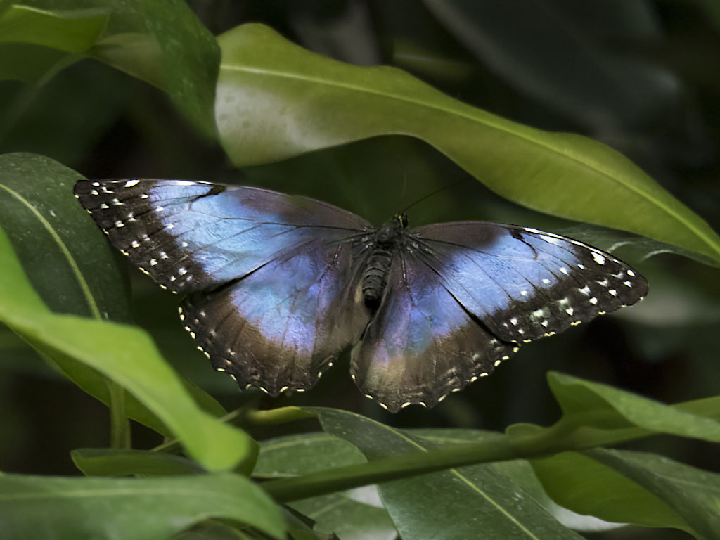 Blue Morpho