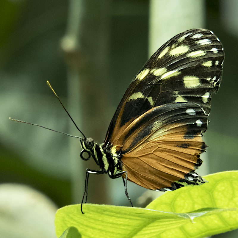 Hecale Longwing