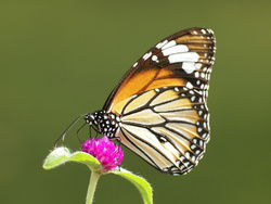 PB170176