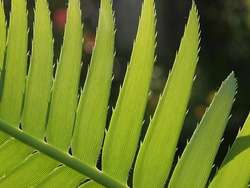 Dioon spinulosum.