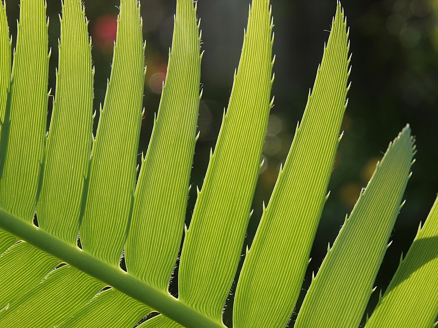 Dioon spinulosum.