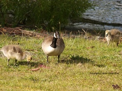PB302885-goose