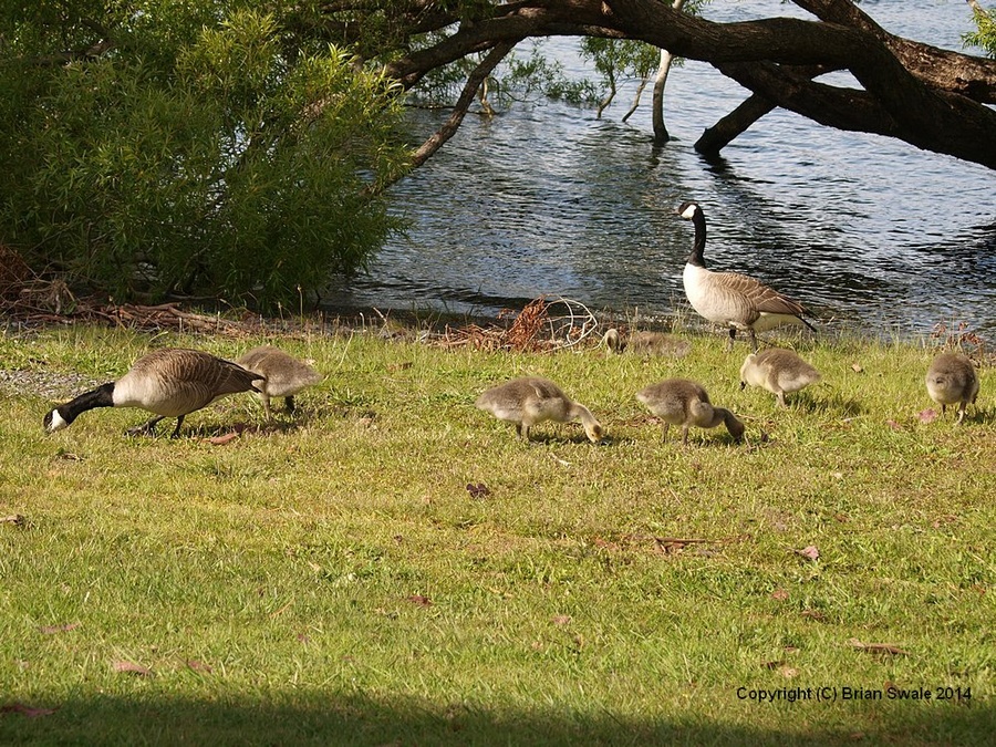 PB302888-geese