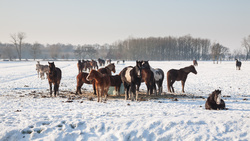 Horses full size