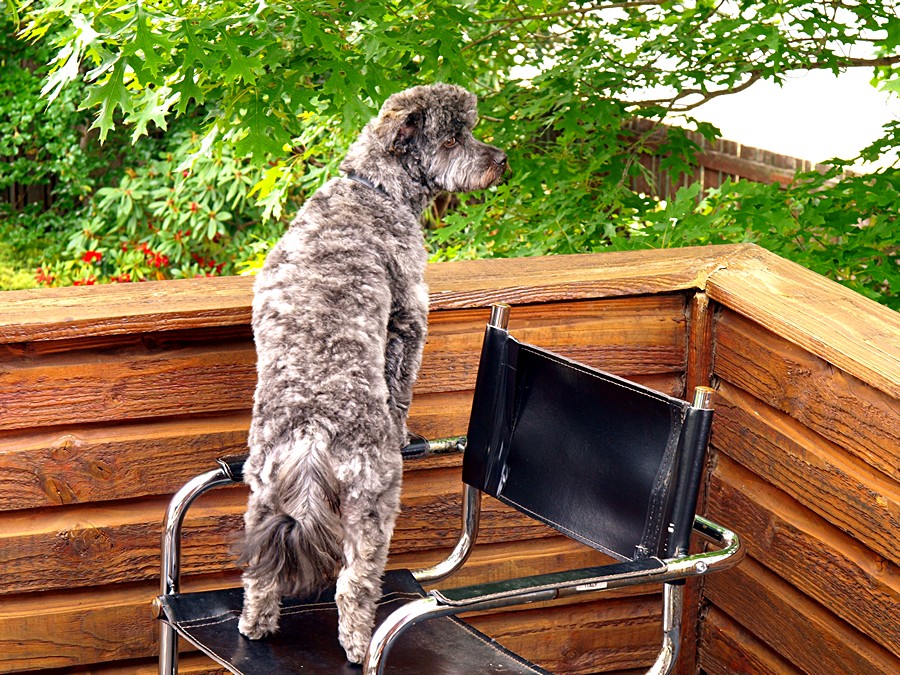 Rosie on guard after being shorn.