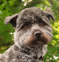 Rosie portrait after coiffure.