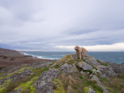 GusGus in the wind