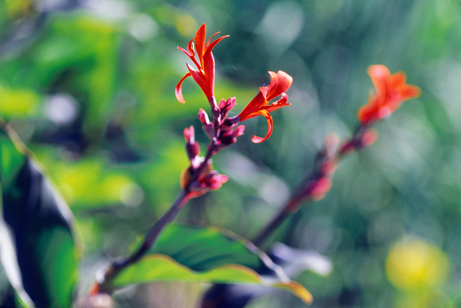 'Achira' en la calle del Molino. Cañada del parque Mancebo - Jan. 2010 - [ Canna coccinea (familia CANNACEAE) ]