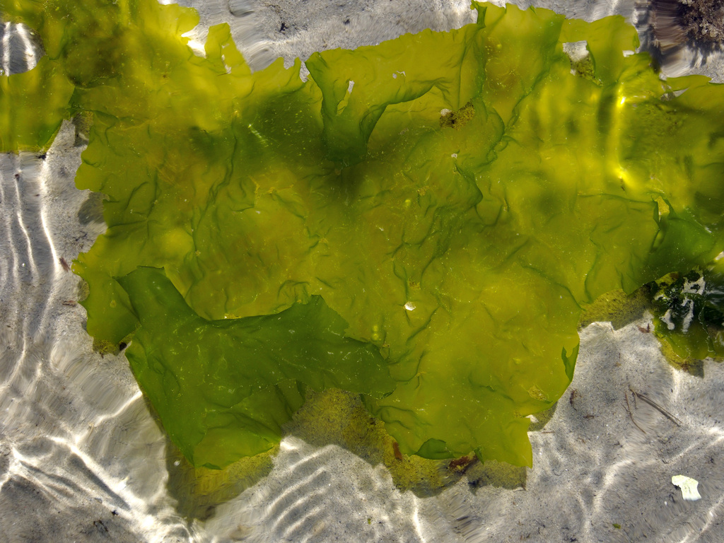 FalseBay tide pool