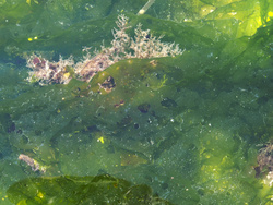 FalseBay at low tide