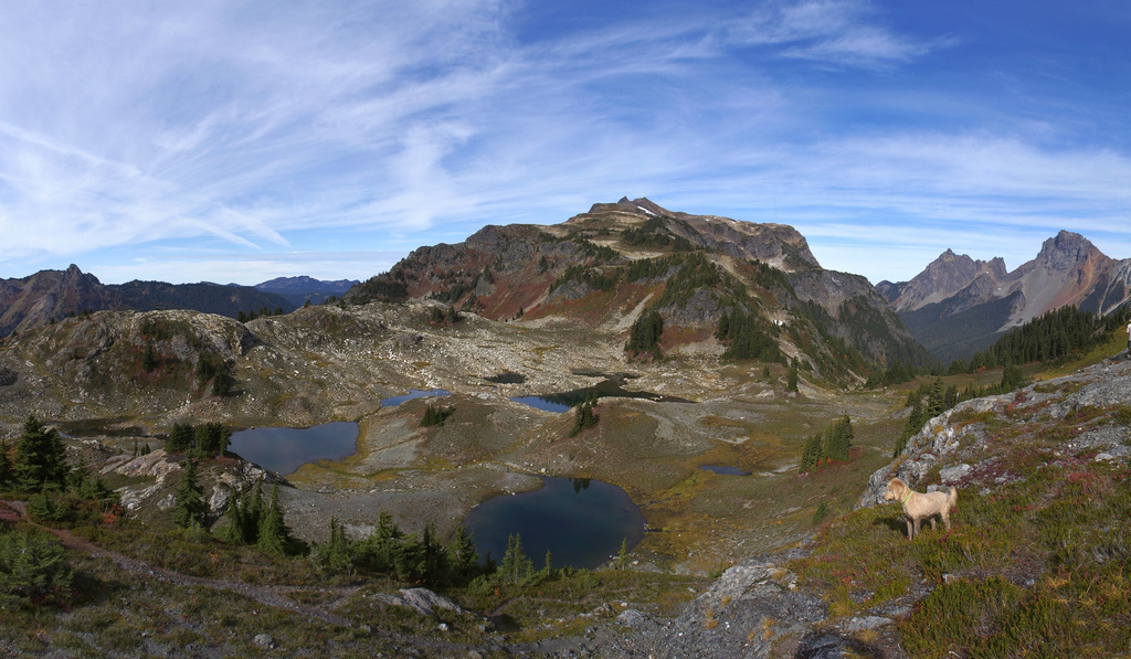 Yellow Aster Tarns