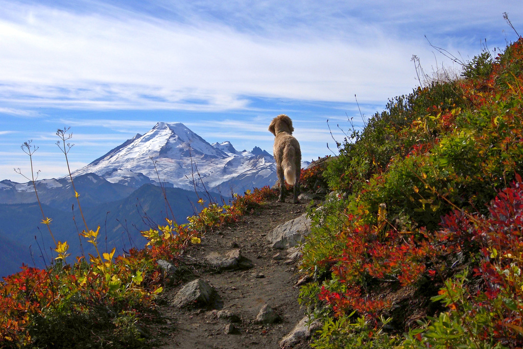 Mt Baker