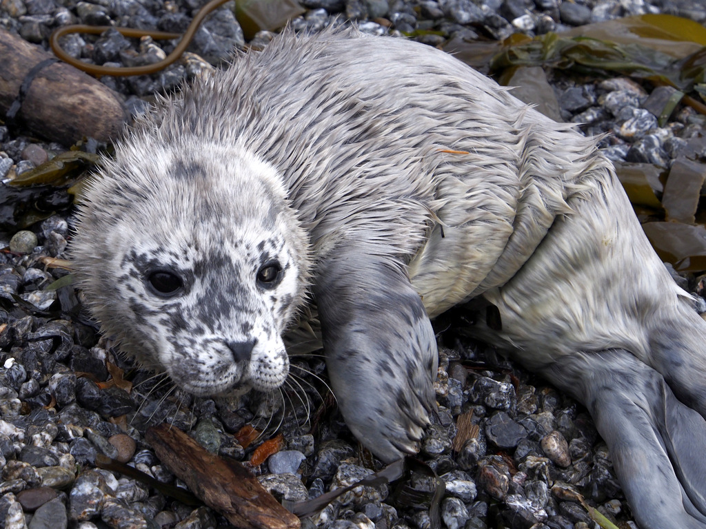 Seal Pup