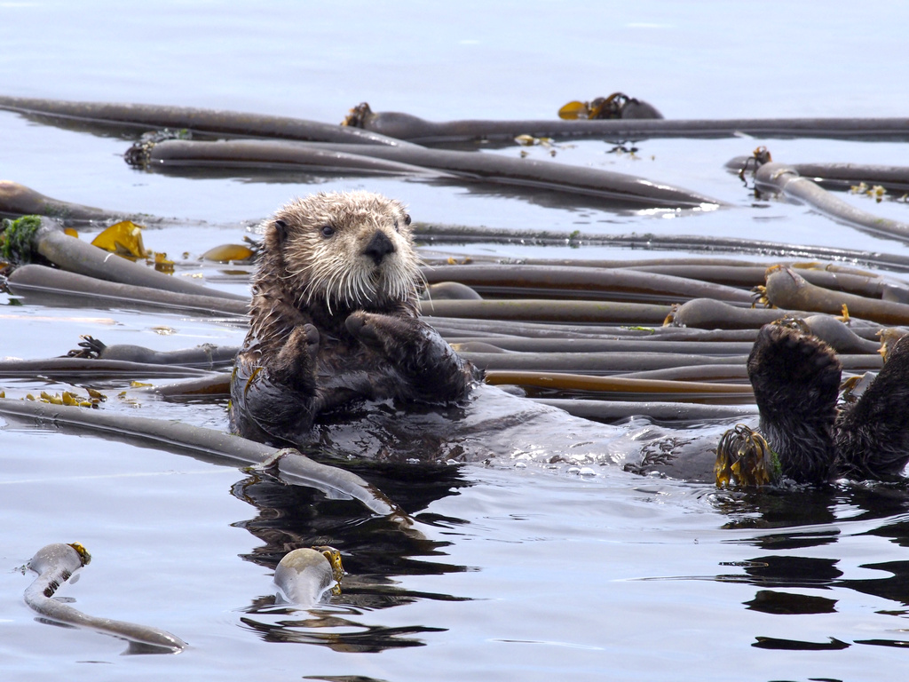 Sea Otter