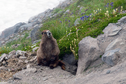 Fat Marmot