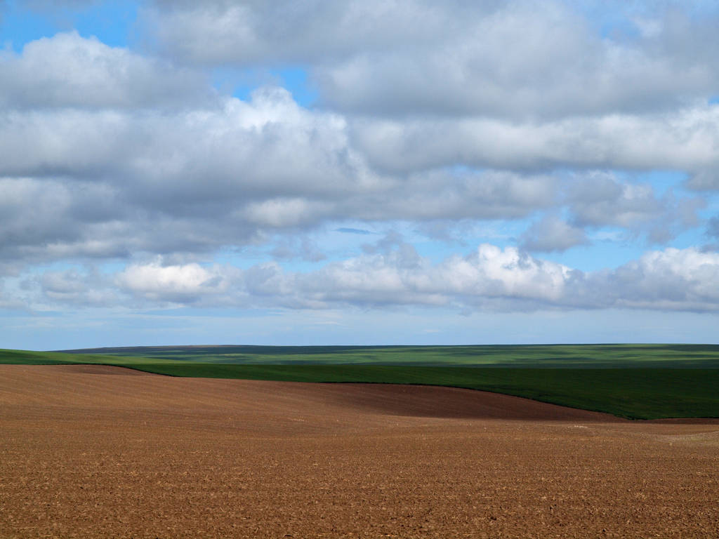 Palouse Wheat Fields