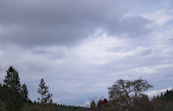 _1010449rotcroof40
