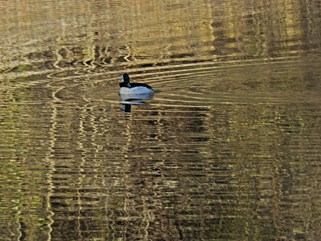 Bufflehead ♂, Water, Light!