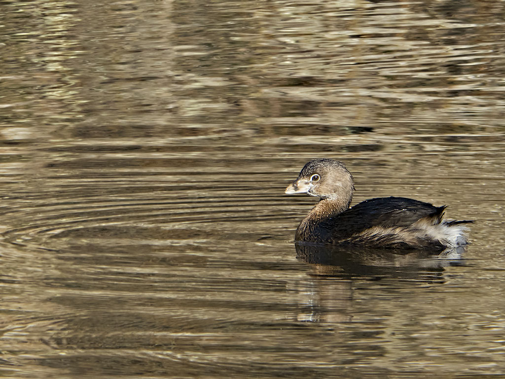 Pied Billed Grebe ♂ I