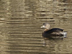 Pied Billed Grebe ♂ I
