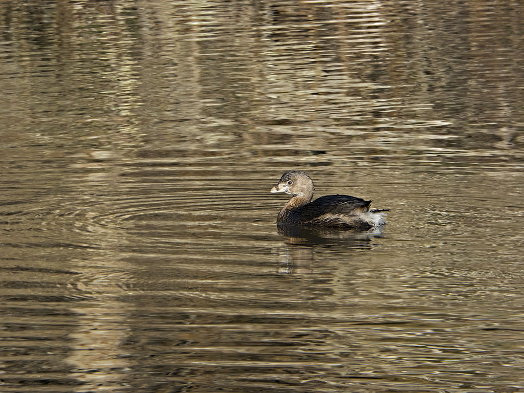 Pied Billed Grebe ♂ II