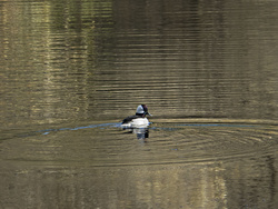 Bufflehead ♂, Water, Light! II