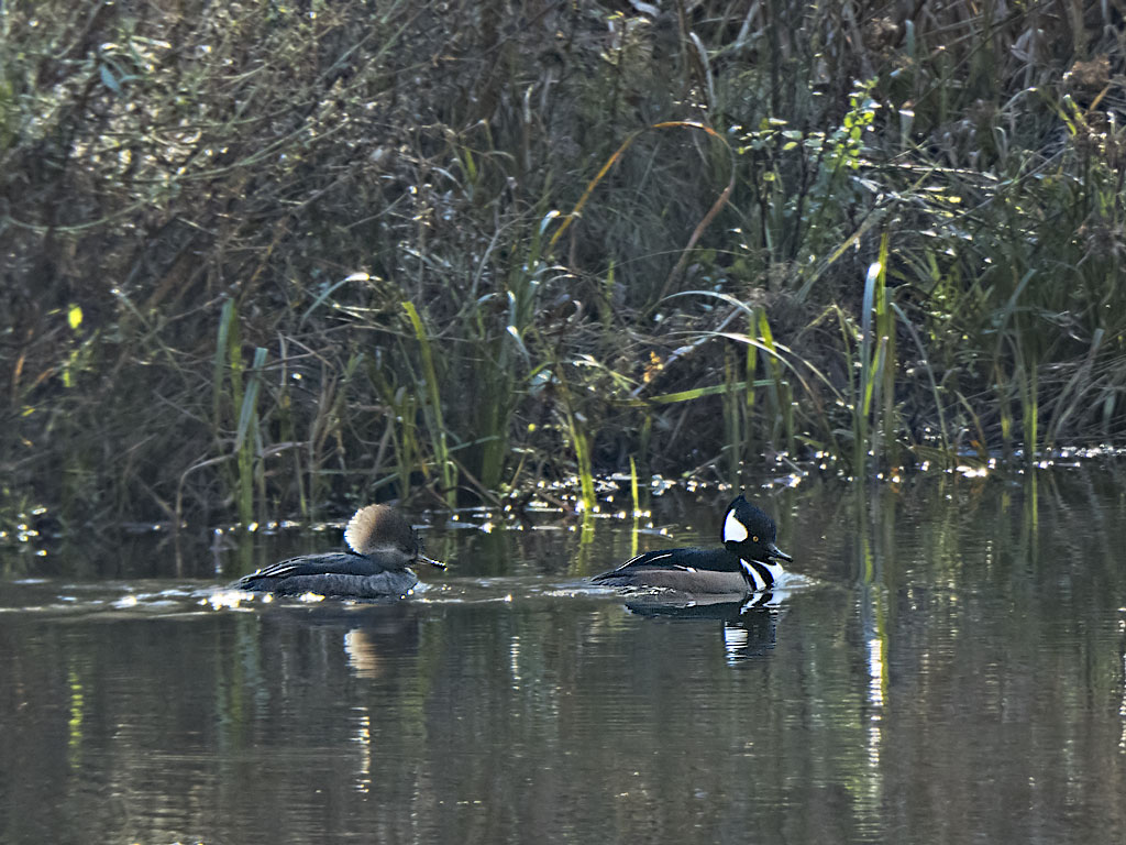 Hooded Mergansers, ♀ & ♂