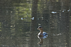 Pied Billed Grebe ♂ III