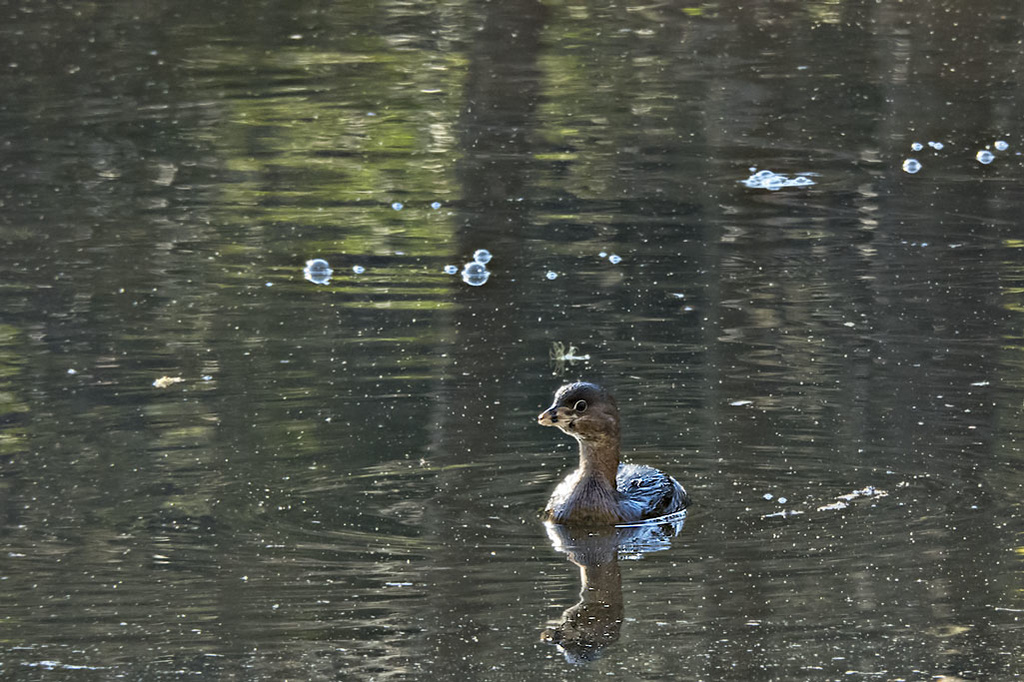Pied Billed Grebe ♂ III
