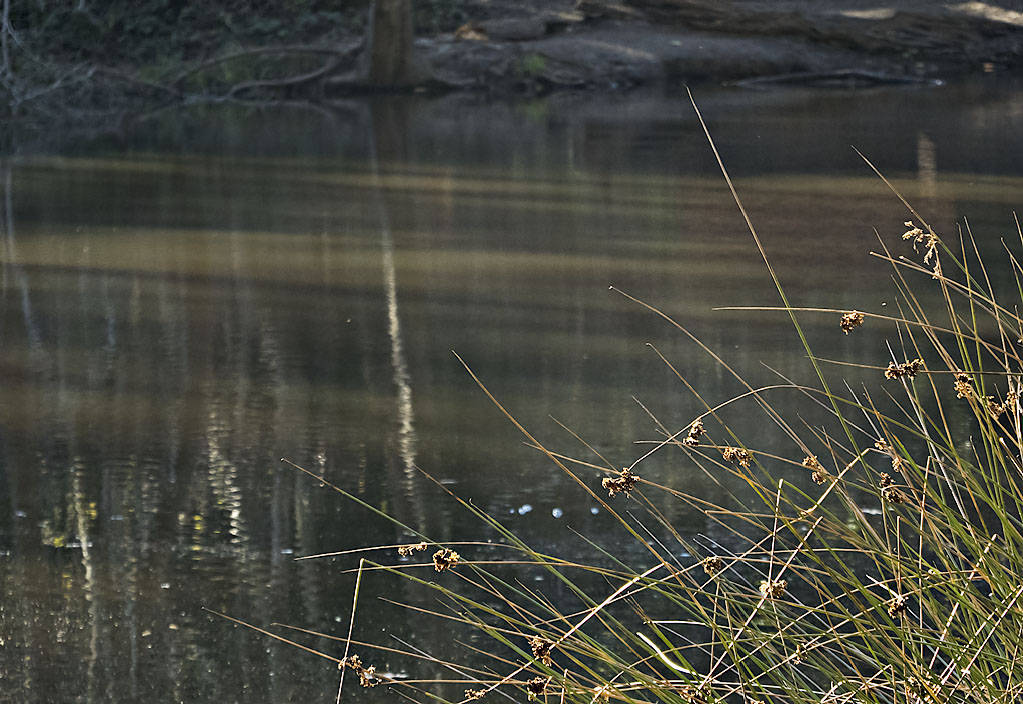 Pied Waters