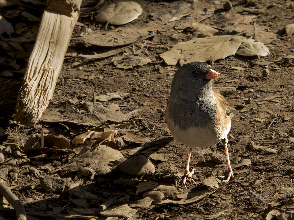 Dark Eyed Junco ♀