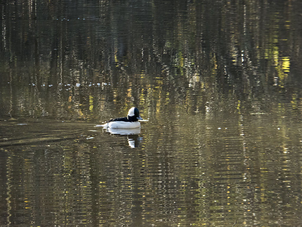 Bufflehead ♂, Water, Light! III