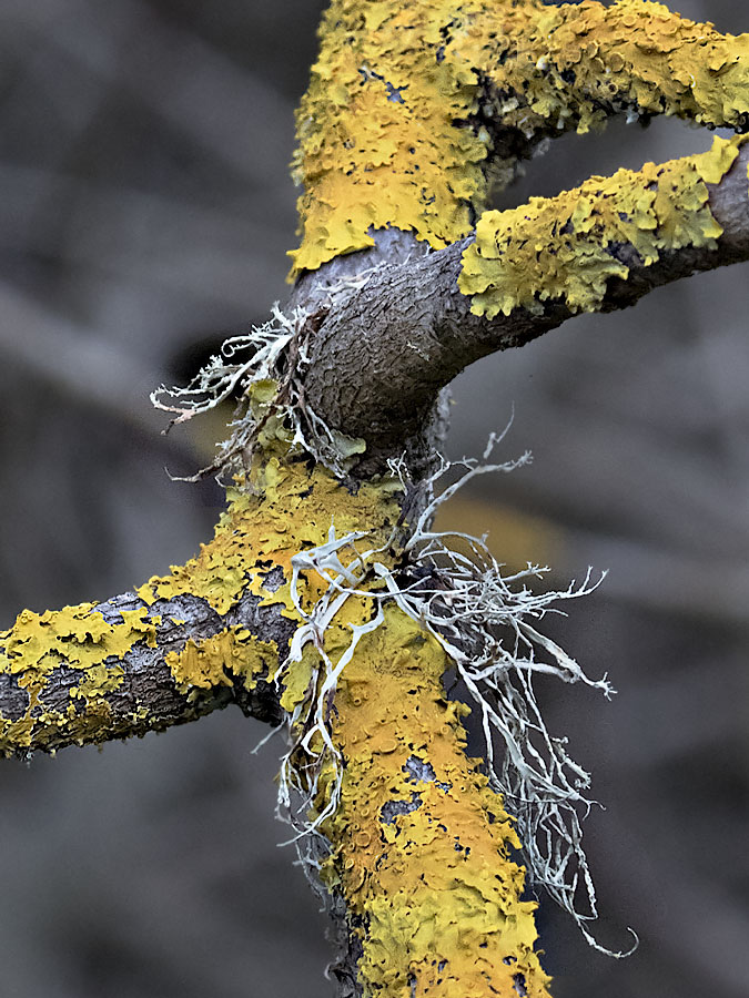 Lichen II