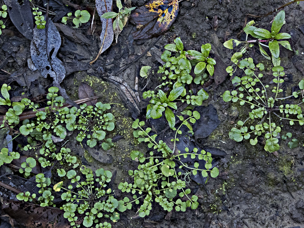 Green Traceries