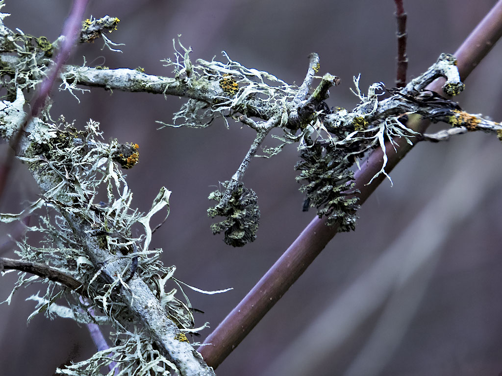 Lichen III, with Cones