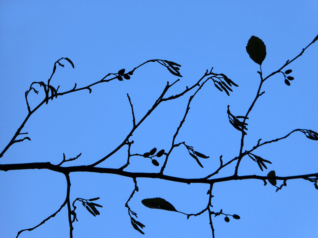 Silhouette I