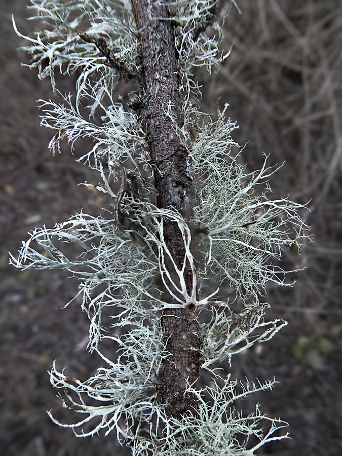 Lichen IV