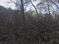 Winter Thicket