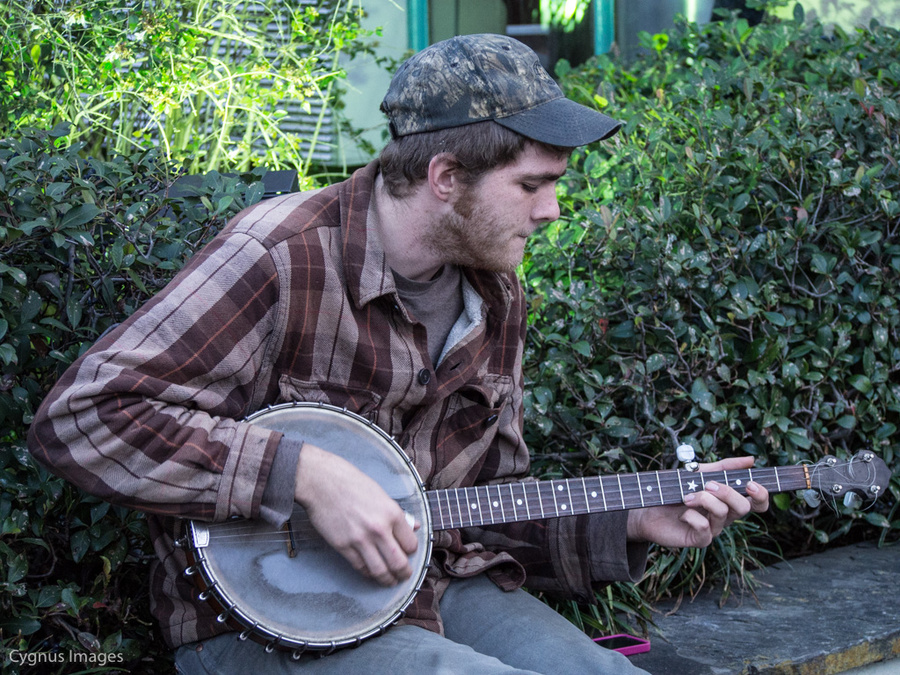 Bluegrass, Green Shrubs