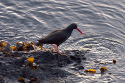 oystercatcher