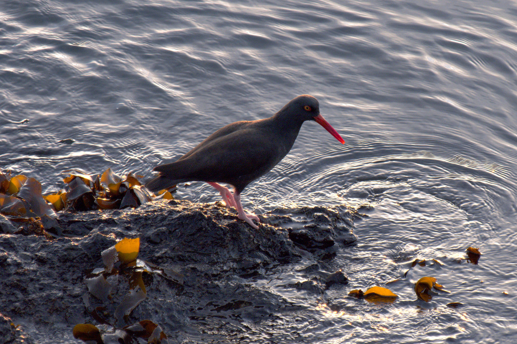 oystercatcher