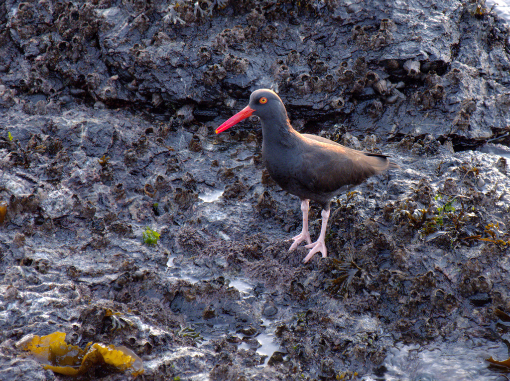 oystercatcher