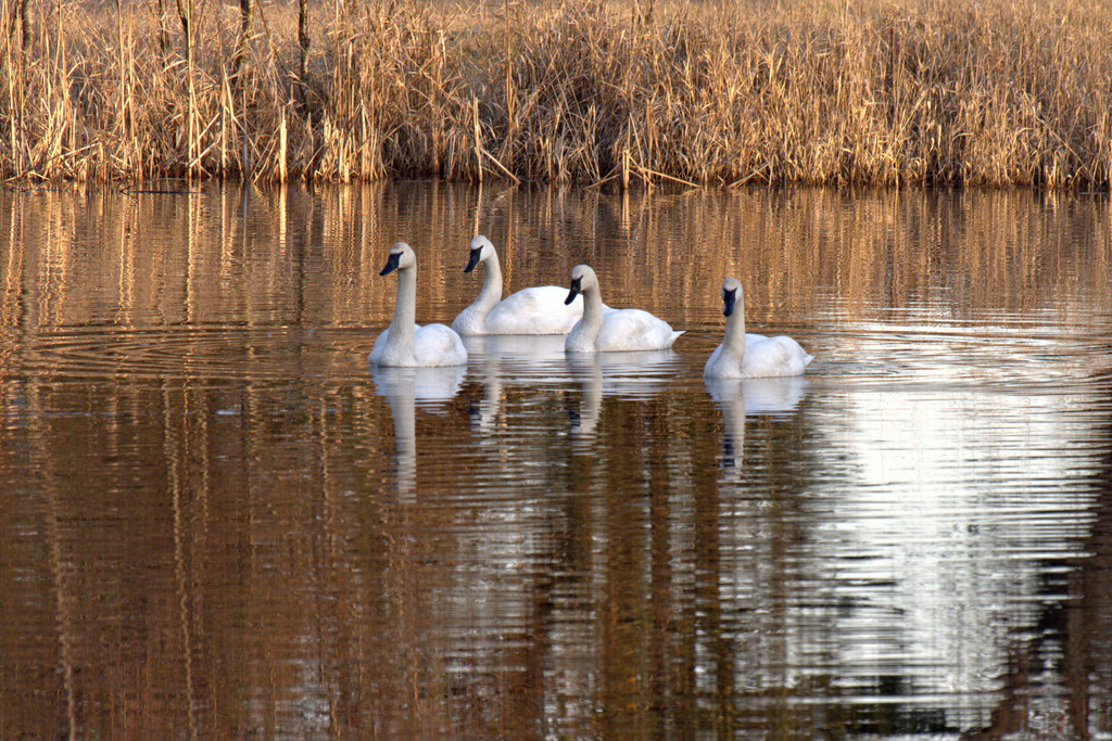 swans